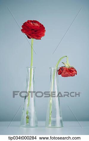 Fresh and withered rose in the glass bottles View Large Photo Image Picture - Fresh and withered rose in the glass bottles. Fotosearch