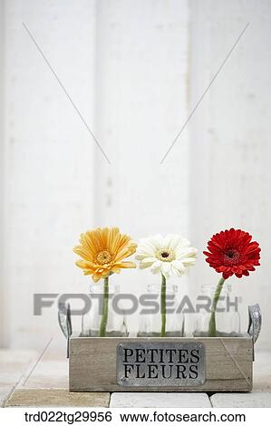 Stock Photograph - gerberas in the bottle. Fotosearch