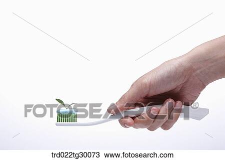 hand holding tooth brush which has tooth paste with sprouts on it View Large Photo Image Stock Image - hand holding tooth brush which has tooth paste with sprouts on it. Fotosearch