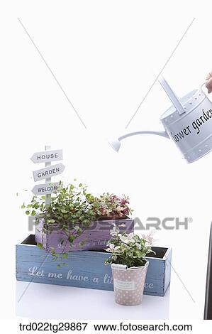 Stock Photo - hands watering to the herb in flower pot. Fotosearch