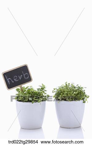 Picture - herb plant in flower pot. Fotosearch