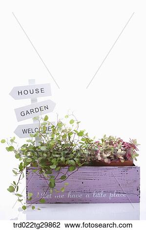 herb plant in flower pot View Large Photo Image Stock Image - herb plant in flower pot. Fotosearch