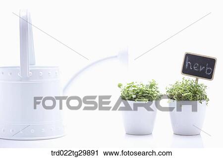 herb plant in flower pots and watering can View Large Photo Image Stock Image - herb plant in flower pots and watering can. Fotosearch