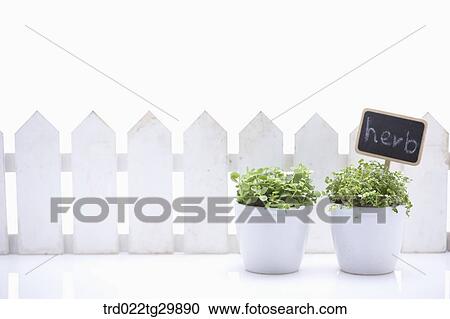 herb plant in flower pots View Large Photo Image Stock Image - herb plant in flower pots. Fotosearch