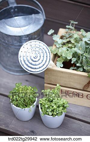 herb plant in the flower pot and watering can View Large Photo Image Stock Image - herb plant in the flower pot and watering can. Fotosearch