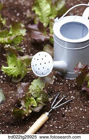 lettuces are in the dirt with bardening tools View Large Photo Image Stock Photography - lettuces are in the dirt with bardening tools. Fotosearch