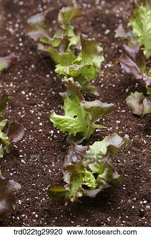 Stock Image - lettuces in the dirt. Fotosearch