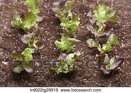 lettuces in the dirt View Large Photo Image Stock Photo - lettuces in the dirt. Fotosearch