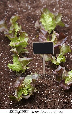 Stock Image - lettuces in the dirt with sign. Fotosearch