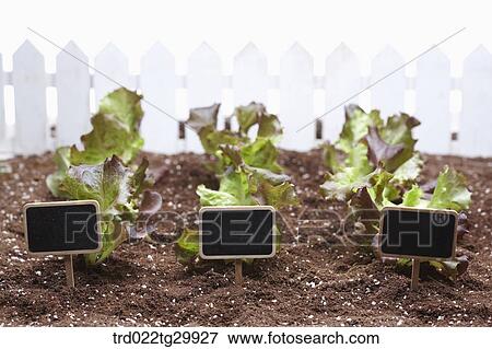 lettuces were arranged with signs View Large Photo Image Stock Photo - lettuces were arranged with signs. Fotosearch