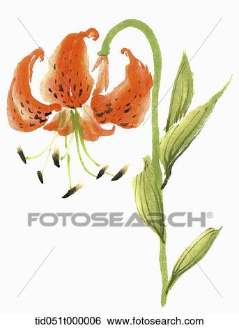 Orange lily View Large Photo Image Stock Photograph - Orange lily. Fotosearch