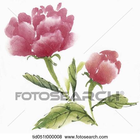 Pink rose View Large Photo Image Stock Photo - Pink rose. Fotosearch