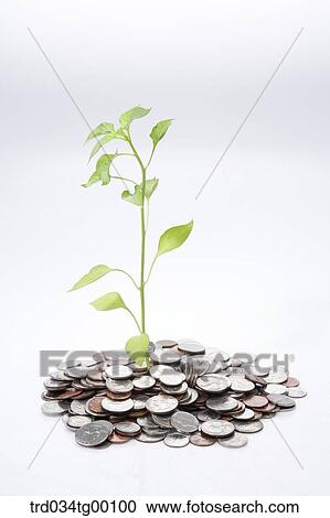 plant and coins View Large Photo Image Stock Image - plant and coins. Fotosearch