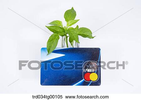 plant and credit card View Large Photo Image Stock Photography - plant and credit card. Fotosearch