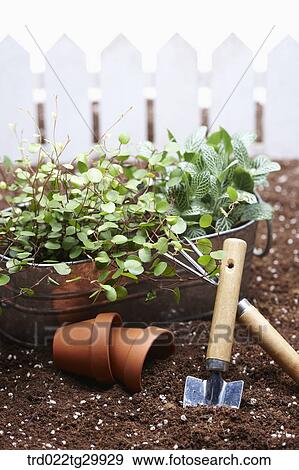 Stock Photo - plant in flower pot and being with gardening tools. Fotosearch