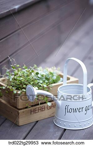 Stock Image - plant in flower pot and watering can. Fotosearch