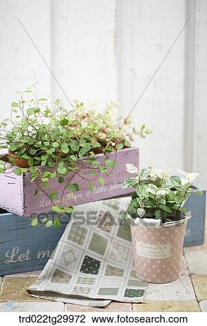 plant in flower pots and table cloth View Large Photo Image Stock Image - plant in flower pots and table cloth. Fotosearch