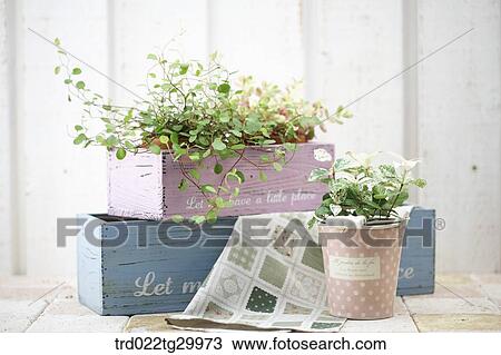plant in flower pots and table cloth View Large Photo Image Stock Image - plant in flower pots and table cloth. Fotosearch
