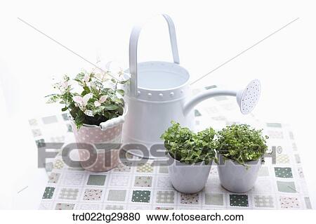 plant in flower pots and watering can View Large Photo Image Stock Image - plant in flower pots and watering can. Fotosearch