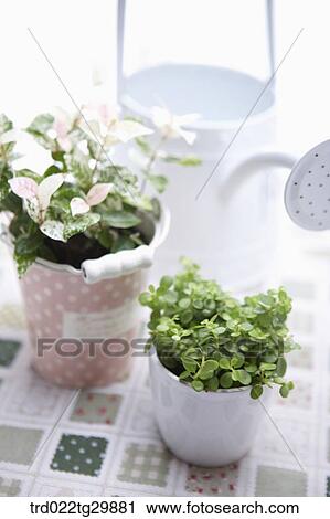 Stock Image - plant in flower pots and watering can. Fotosearch
