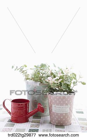 Stock Photo - plant in flower pots and watering can. Fotosearch