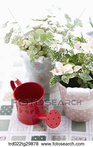 plant in flower pots and watering can View Large Photo Image Stock Photo - plant in flower pots and watering can. Fotosearch