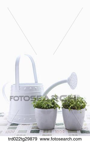Stock Photo - plant in flower pots and watering can. Fotosearch