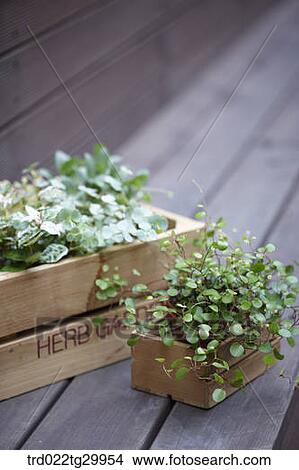 Picture - plant in flower pots. Fotosearch