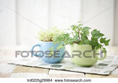 Picture - plant in flower pots. Fotosearch