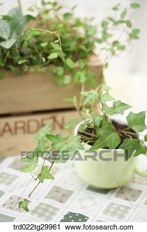 plant in flower pots View Large Photo Image Stock Image - plant in flower pots. Fotosearch