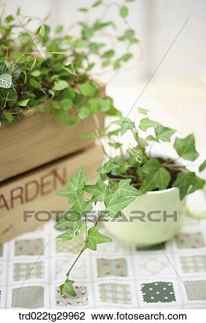 Stock Image - plant in flower pots. Fotosearch