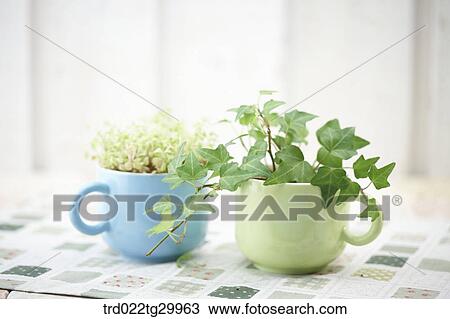 plant in flower pots View Large Photo Image Stock Image - plant in flower pots. Fotosearch
