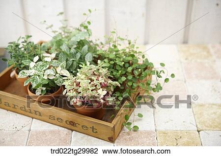plant in flower pots View Large Photo Image Stock Image - plant in flower pots. Fotosearch