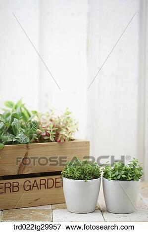 Stock Photo - plant in flower pots. Fotosearch