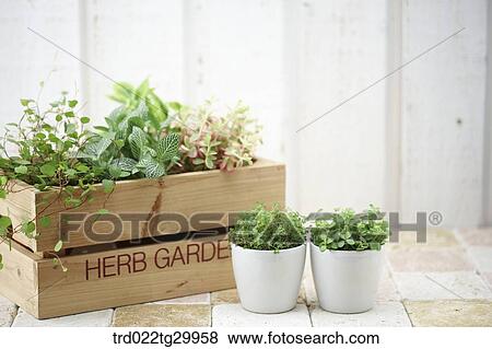 plant in flower pots View Large Photo Image Stock Photo - plant in flower pots. Fotosearch