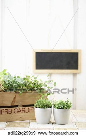 Stock Photo - plant in flower pots. Fotosearch