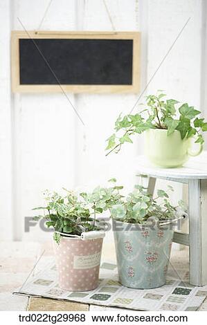 plant in flower pots View Large Photo Image Stock Photo - plant in flower pots. Fotosearch
