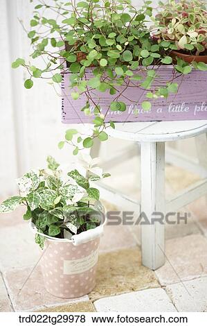 Stock Photo - plant in flower pots. Fotosearch