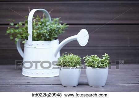 plant in watering can and flower pot View Large Photo Image Stock Photo - plant in watering can and flower pot. Fotosearch