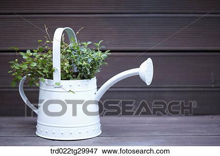 plant in watering can View Large Photo Image Stock Photo - plant in watering can. Fotosearch