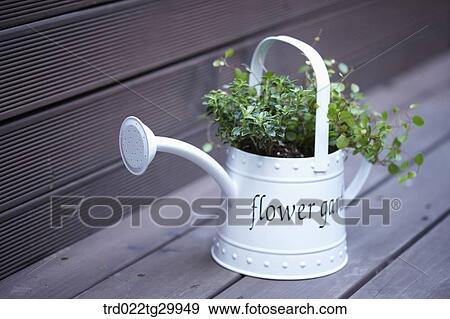 plant in watering can View Large Photo Image Stock Photo - plant in watering can. Fotosearch