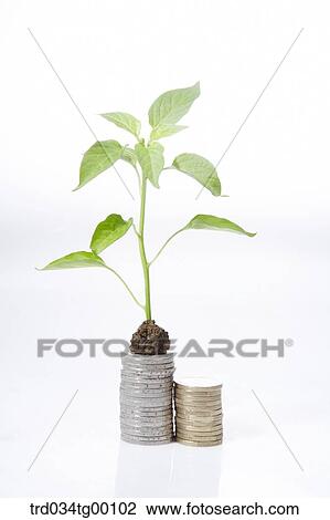 Stock Image - plant on the coins which were piled up. Fotosearch