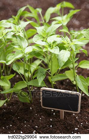 plants and sign in the dirt View Large Photo Image Picture - plants and sign in the dirt. Fotosearch