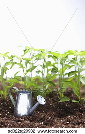 Stock Image - plants in the dirt with watering can. Fotosearch