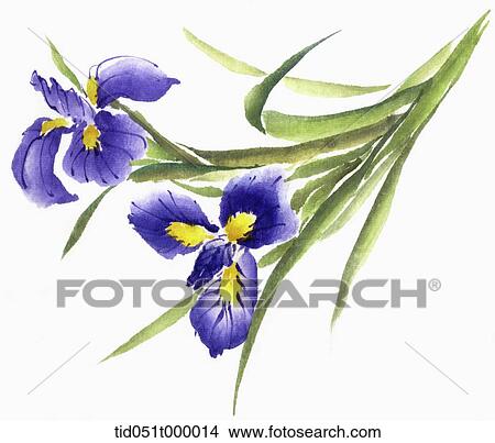 Purple and yellow violet View Large Photo Image Picture - Purple and yellow violet. Fotosearch