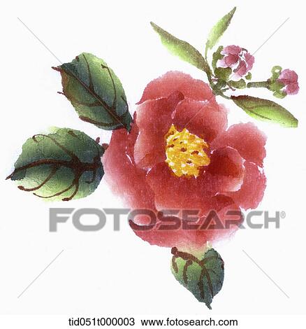Red camellia View Large Photo Image Stock Image - Red camellia. Fotosearch