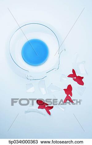 Red goldfishes and a broken fishbowl View Large Photo Image Stock Image - Red goldfishes and a broken fishbowl. Fotosearch