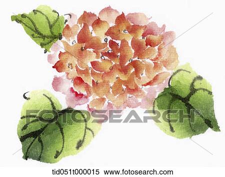 Red hydrangea View Large Photo Image Stock Photography - Red hydrangea. Fotosearch