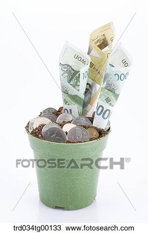 rolled money bills and coins in flower pot View Large Photo Image Stock Image - rolled money bills and coins in flower pot. Fotosearch