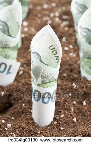 rolled money bills in the dirt View Large Photo Image Stock Image - rolled money bills in the dirt. Fotosearch